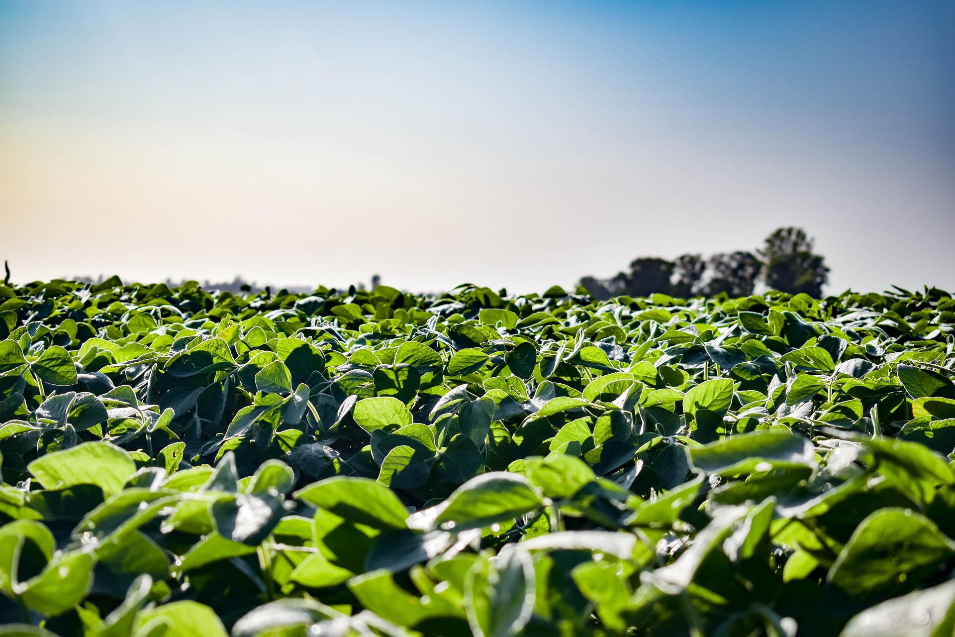 Farmers working in a green agricultural field