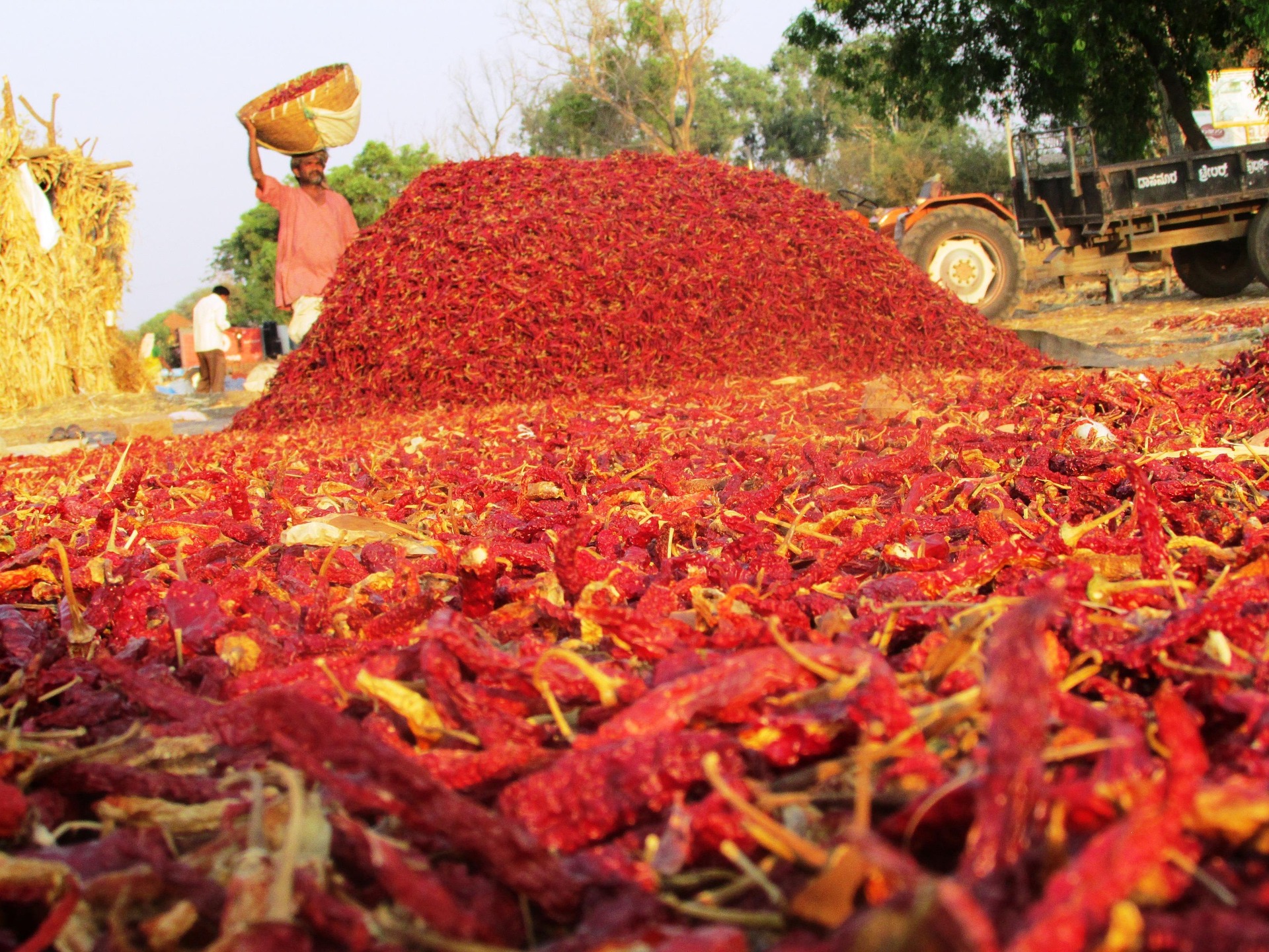 Farmers with harvested chilli produce
